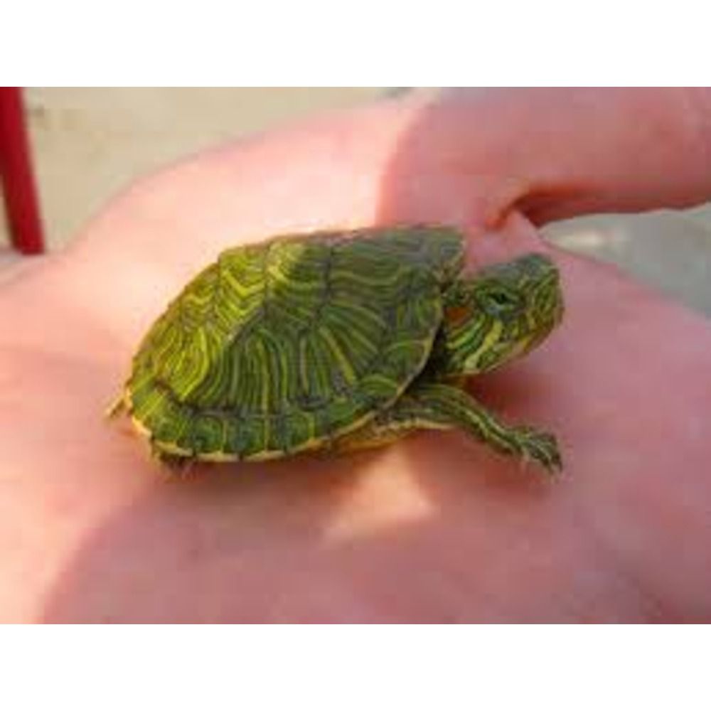 Turtle Red Ear Slider: The Ideal Pet for Nature Enthusiasts