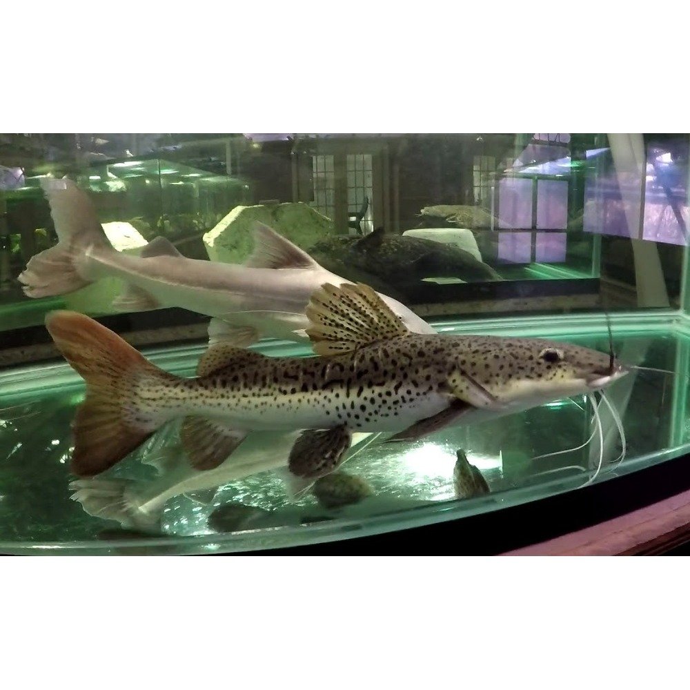 Redtail shovel nosed catfish Hybrid 5