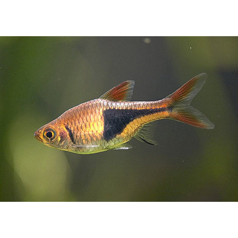 Buy Harlequin Rasbora Fish Vibrant Freshwater Addition
