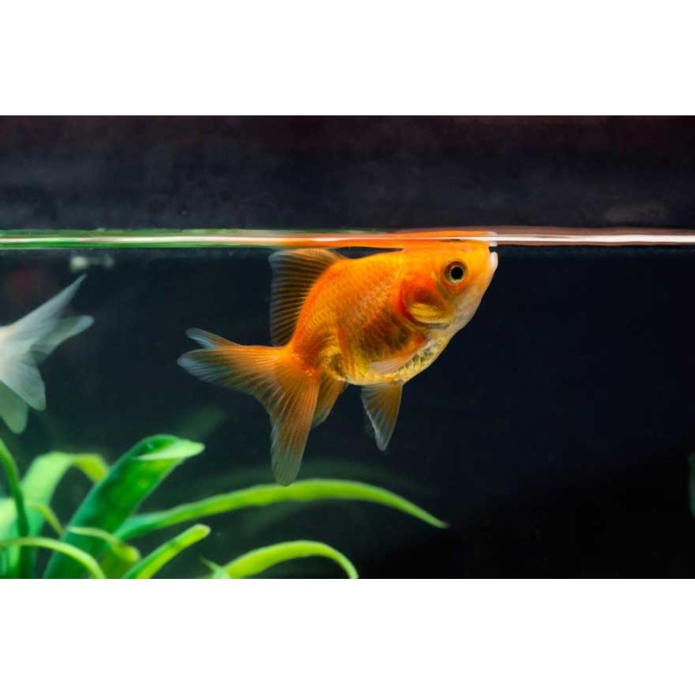 Petkadai - Technical View