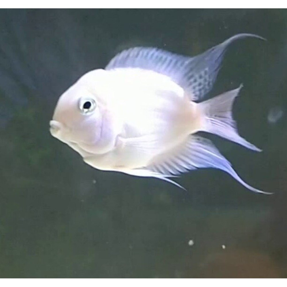 albino polar parrot fish Platinum Top Fin Aquatics White Parrot Fish | TikTok