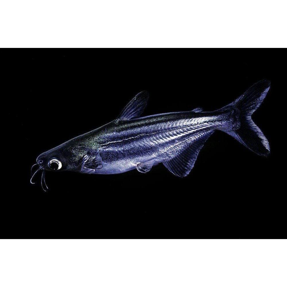 Iridescent Tropical Shark Fish For Sale Iridescent Shark Each - Main Image
