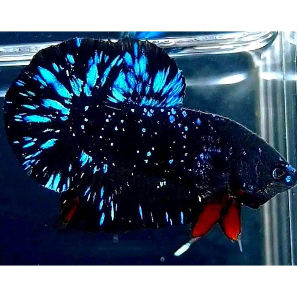 Avatar Betta pair