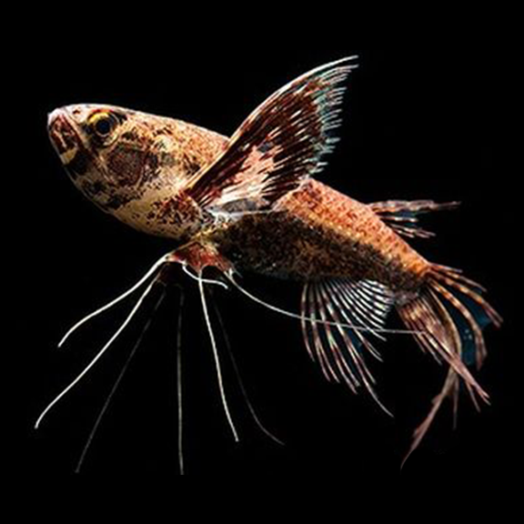 African Butterfly fish Each