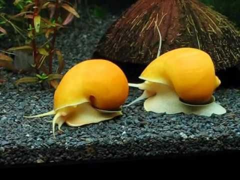 Apple Snail Betta Fish Snails Apple Snail FRESHWATERAQUATICA