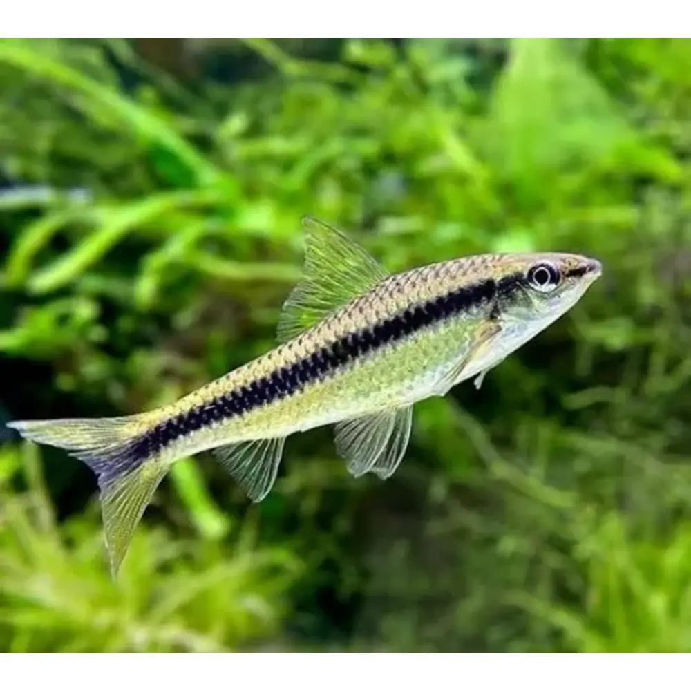 Algae Eating Fish Freshwater Aquarium Algae Control Discount Algae In Fish  Tank Free Shipping, image size:1000x1000