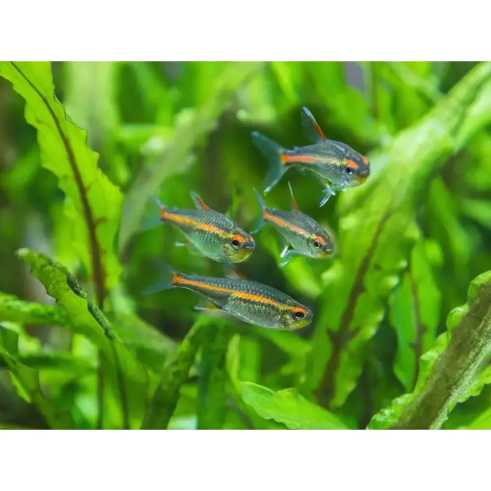 Glowlight Tetra – Vibrant Freshwater Fish for Your Aquarium