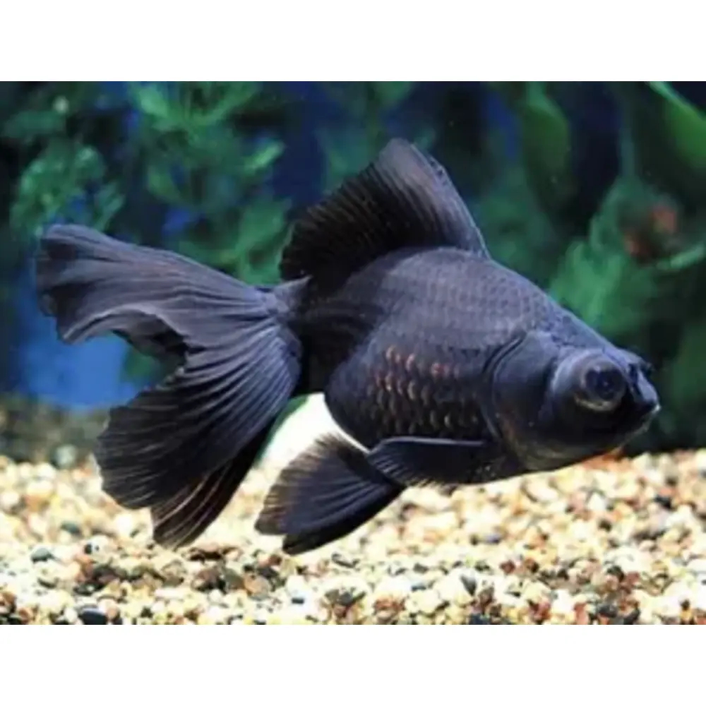 Eye Goldfish Black Moor Goldfish For Sale Black Moor Goldfish