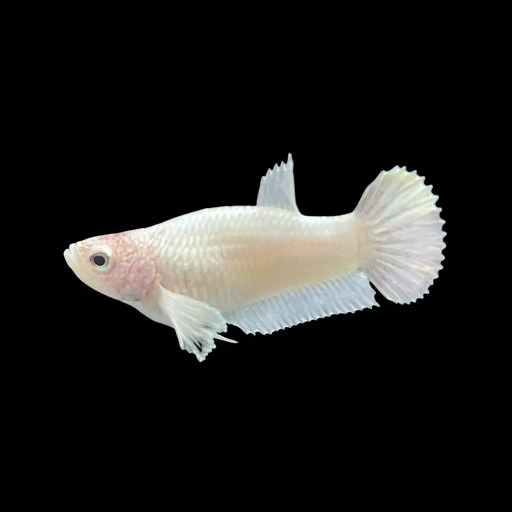 White Dumbo ohm female betta
