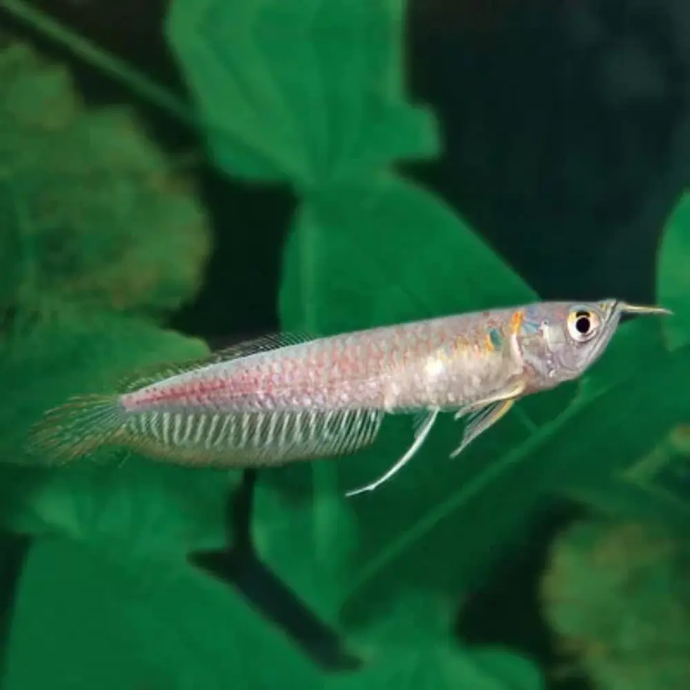 Silver Arowana 5