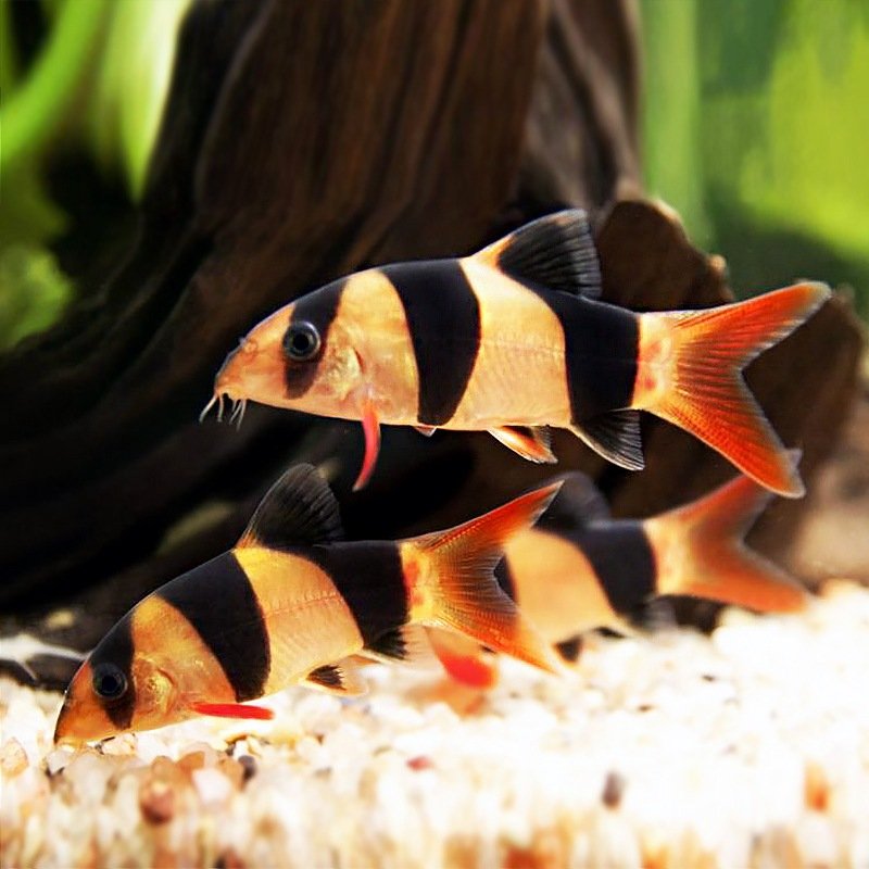 Loach Tank Mates Freshwater Clown Loach Zebra Loach Tropical Clown
