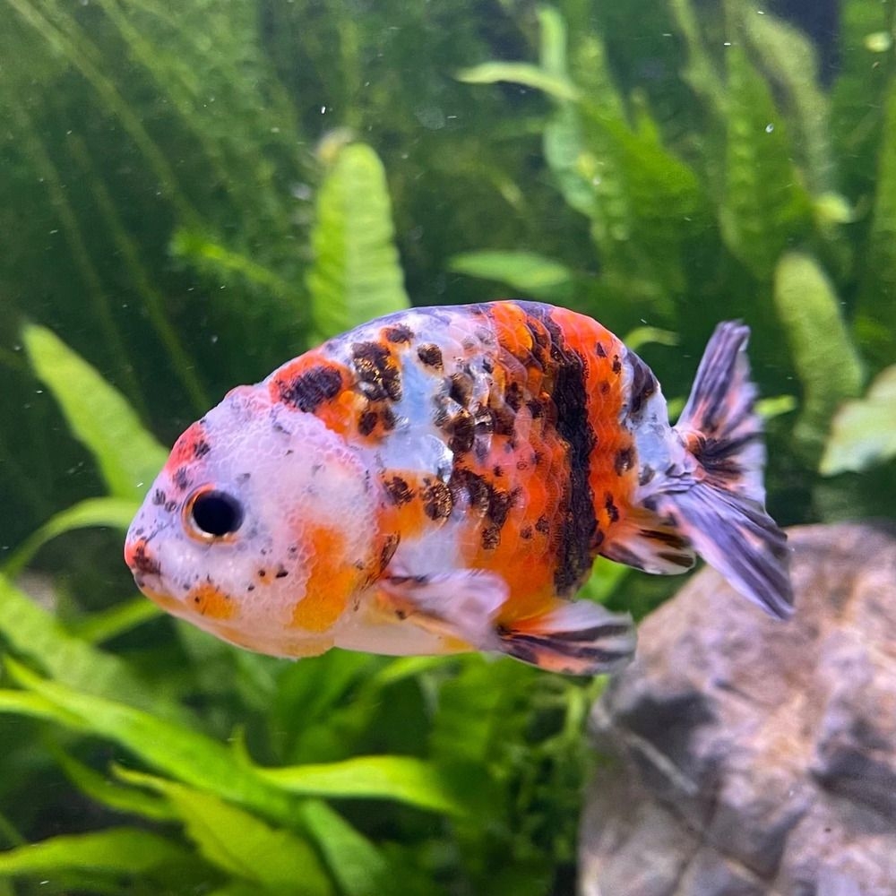 Calico Ranchu /Each