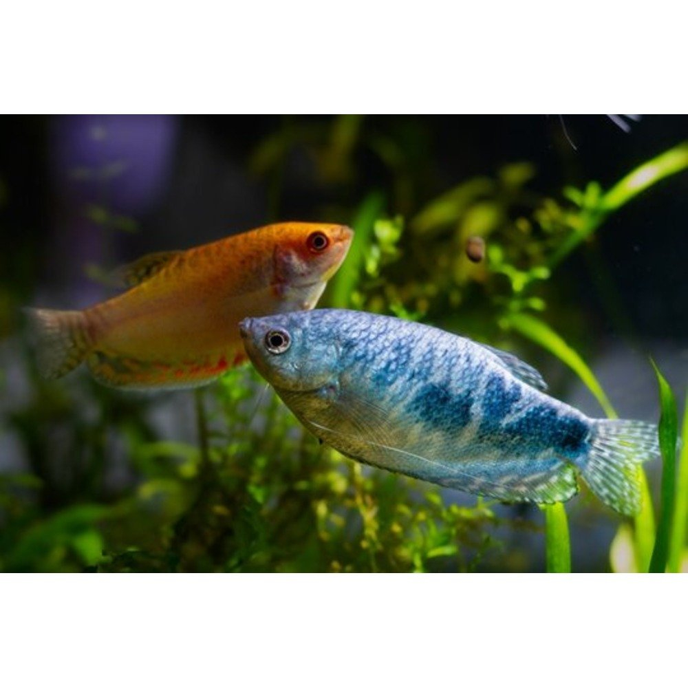LIVE FISHES Pet Kadai Online aquarium Store