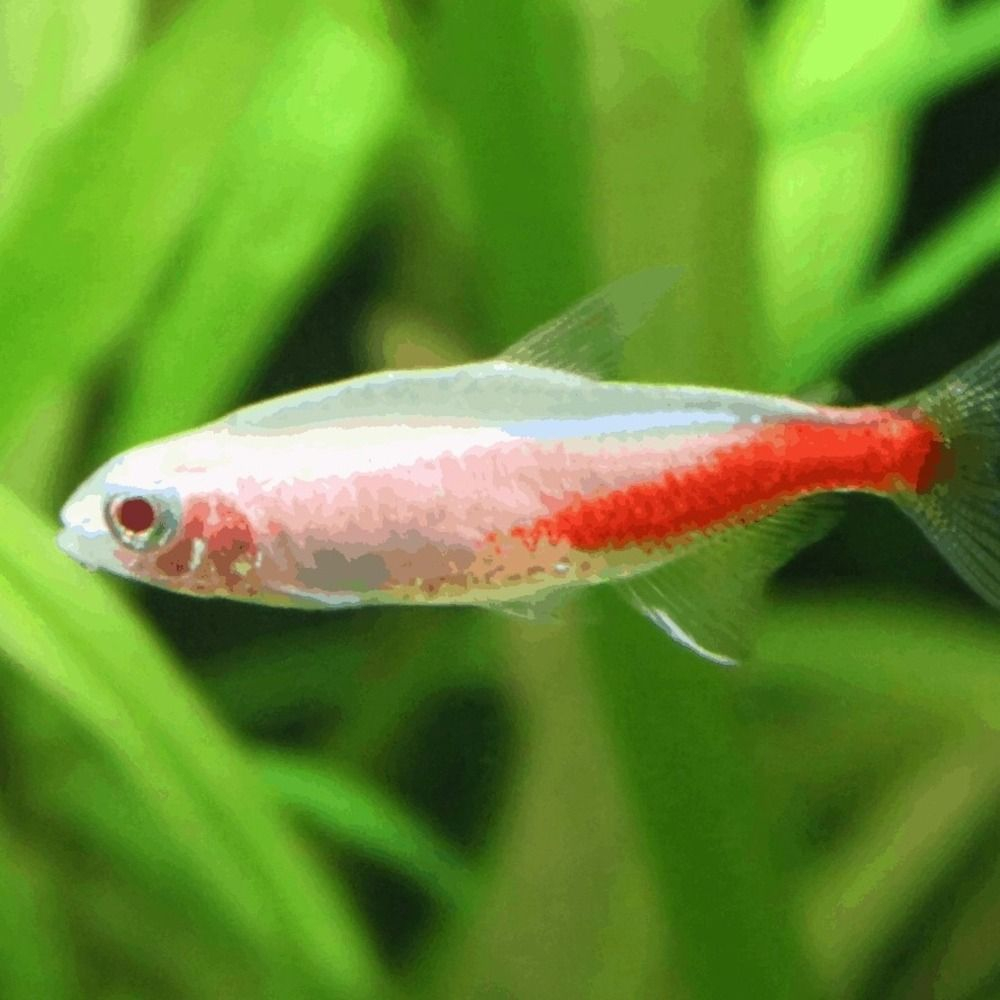 buy aquarium fish online